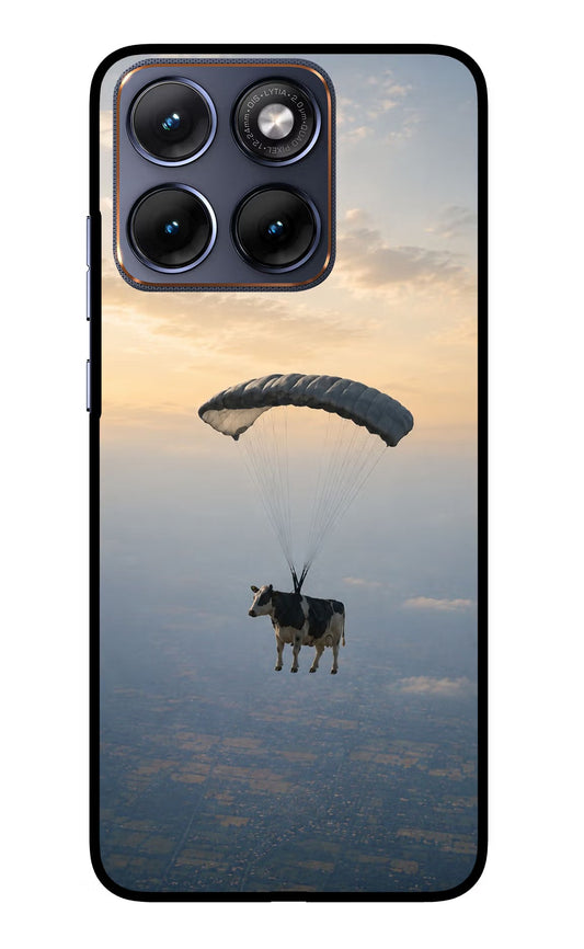 Skydiving Cow Moto Edge 70 Fusion Back Cover Glass Case - Hello Swanky